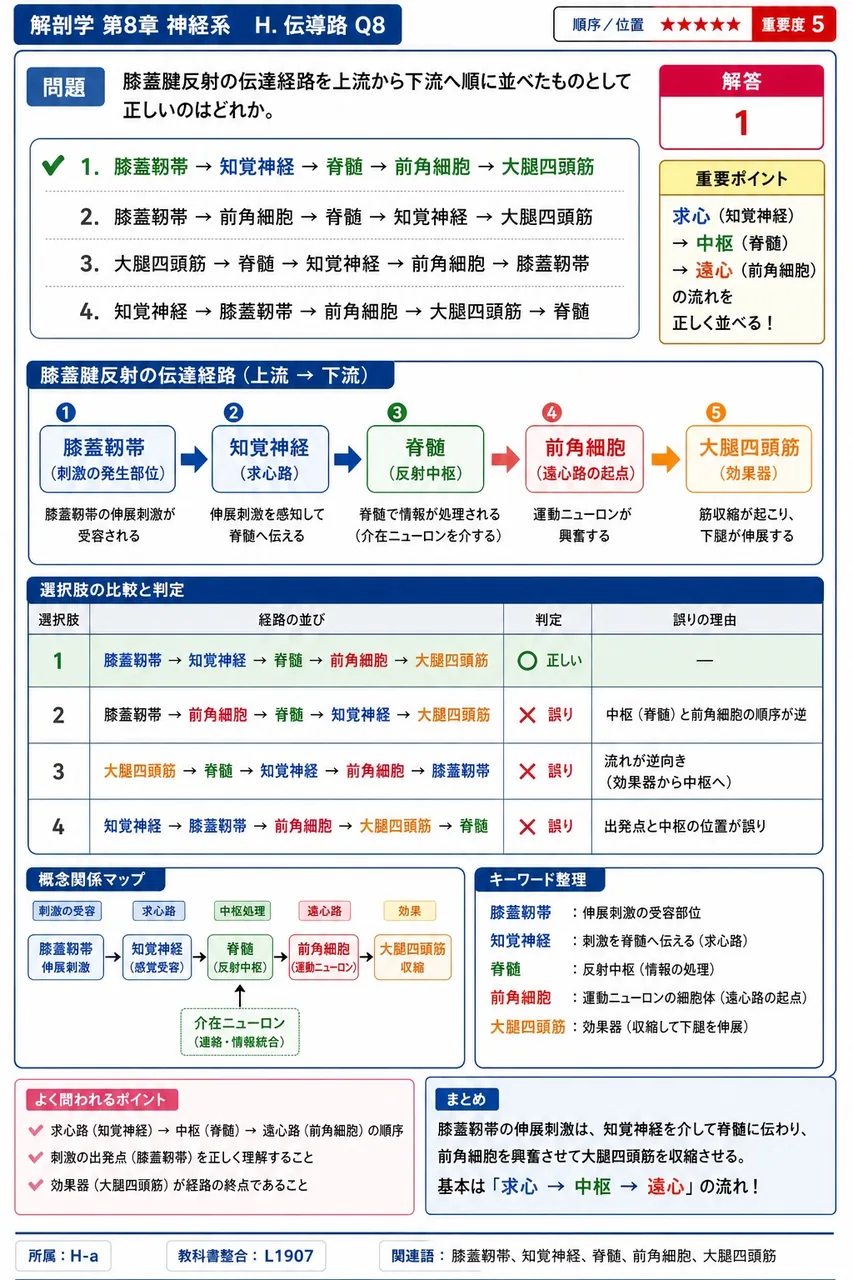 膝蓋腱反射の伝達経路を上流から下流へ順に並べたものとして正しいのはどれか。 解説図