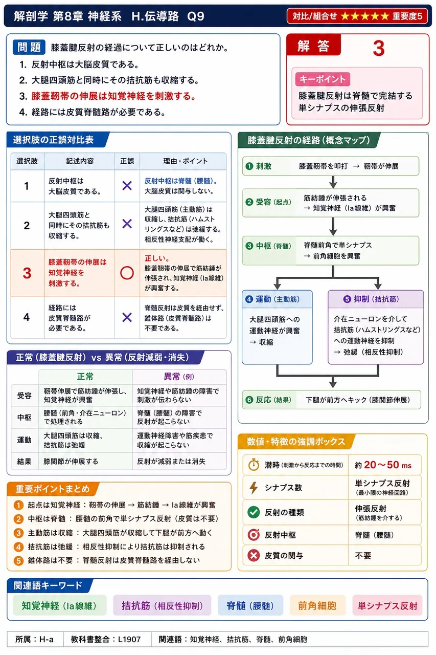 膝蓋腱反射の経過について正しいのはどれか。 解説図