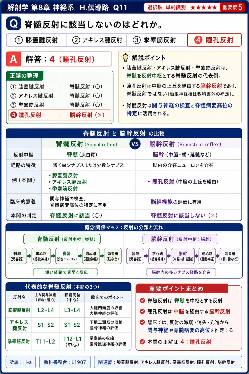 脊髄反射に該当しないのはどれか。 解説図