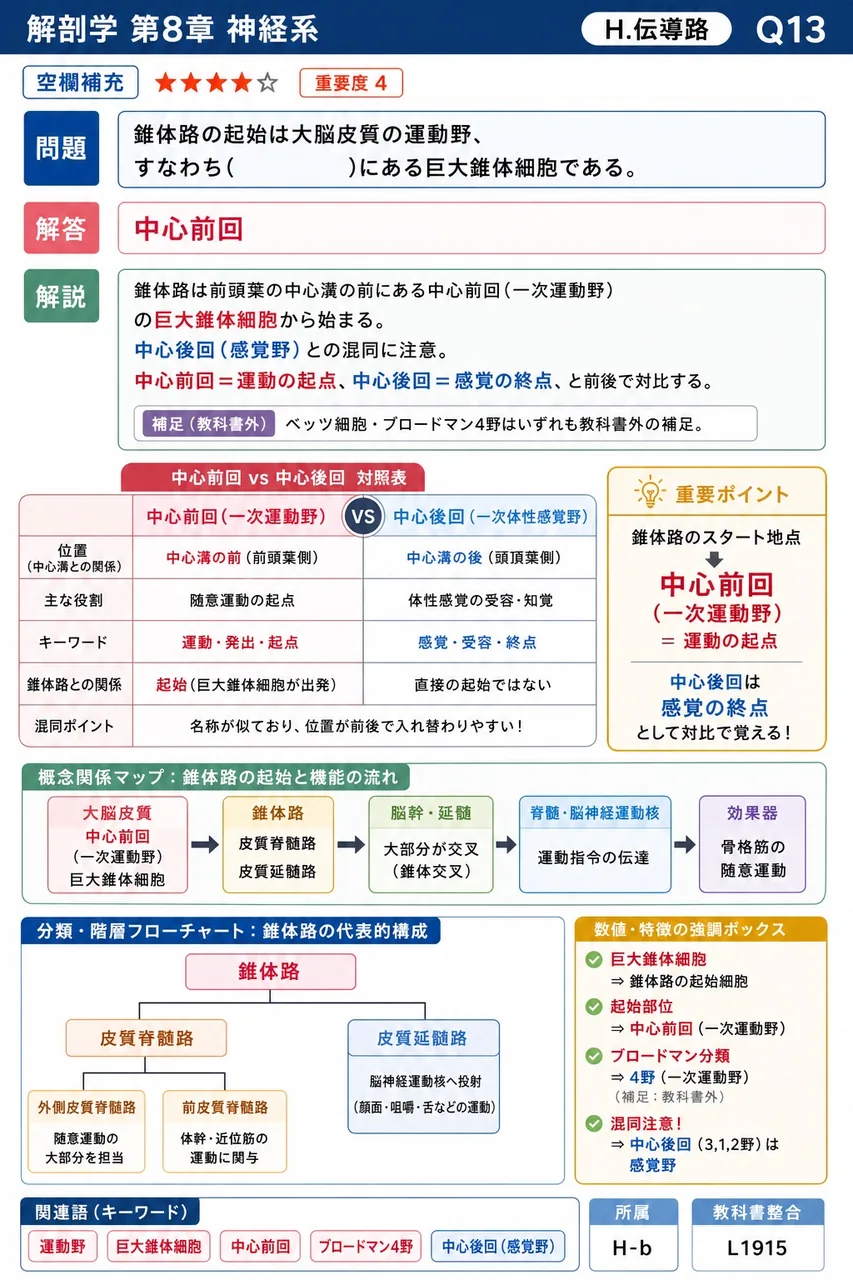 錐体路の起始は大脳皮質の運動野、すなわち( )にある巨大錐体細胞である。 解説図