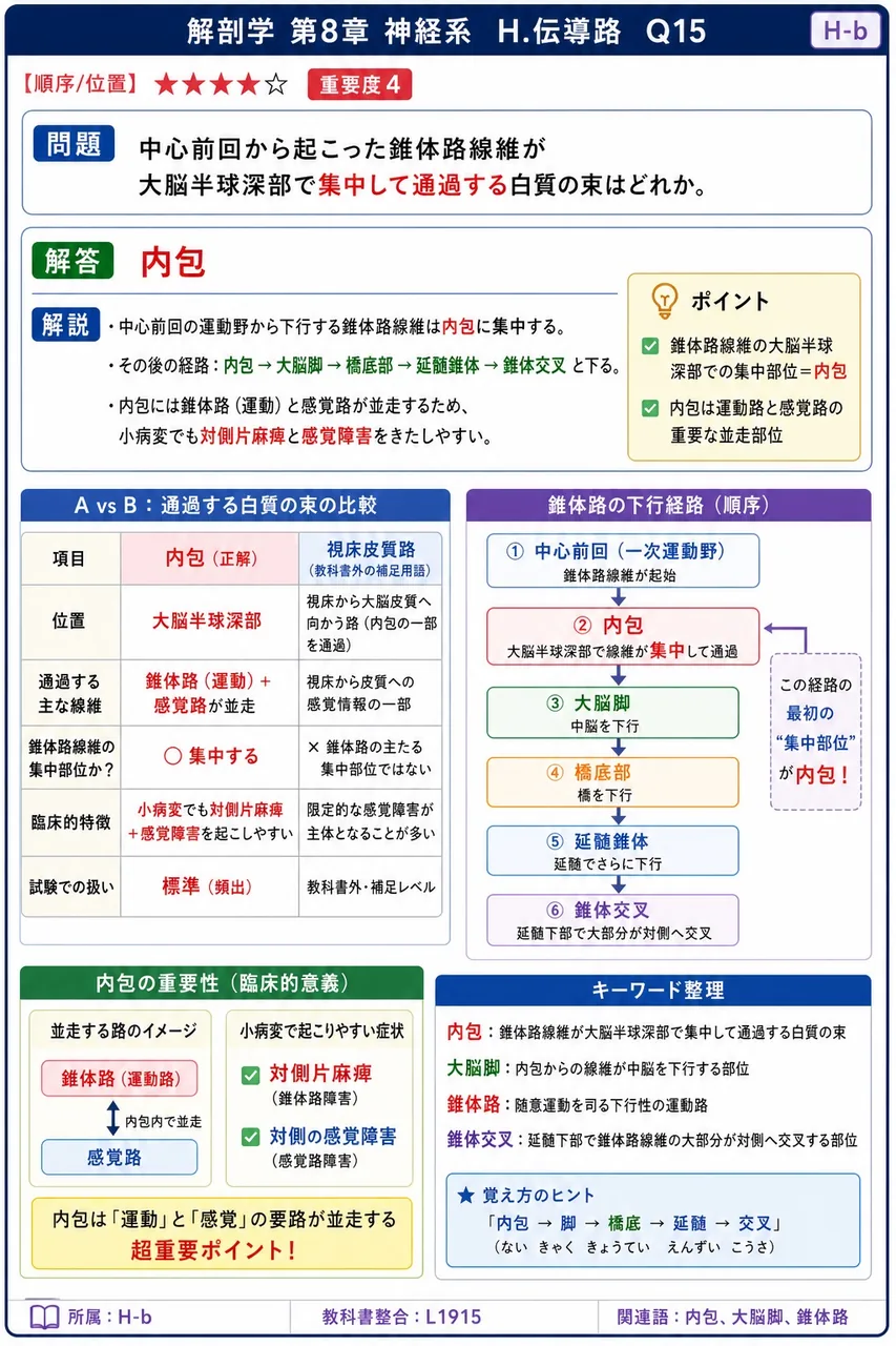 中心前回から起こった錐体路線維が大脳半球深部で集中して通過する白質の束はどれか。 解説図
