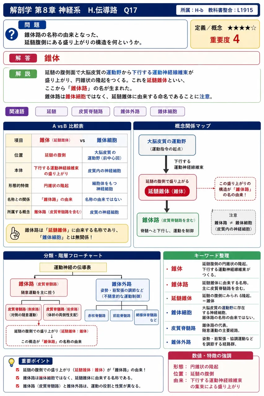 錐体路の名称の由来となった、延髄腹側にある盛り上がりの構造を何というか。 解説図
