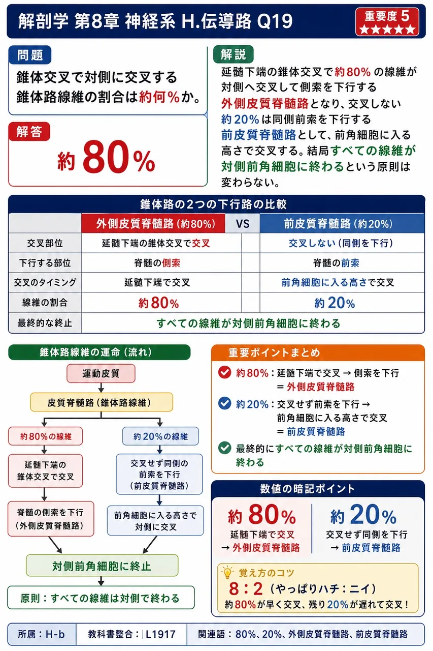 錐体交叉で対側に交叉する錐体路線維の割合は約何%か。 解説図