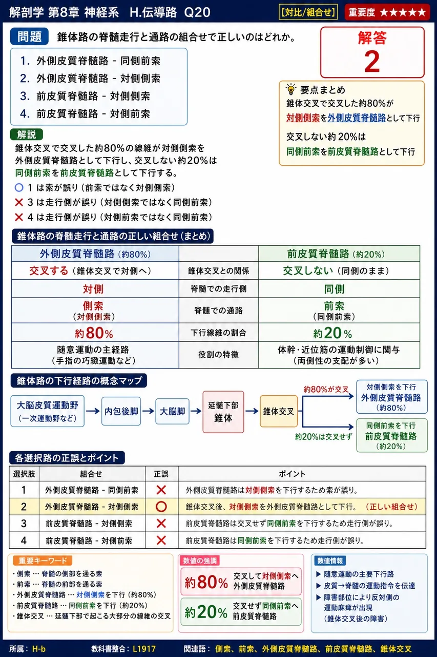 錐体路の脊髄走行と通路の組合せで正しいのはどれか。 解説図