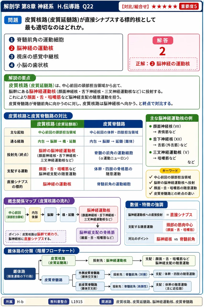 皮質核路(皮質延髄路)が直接シナプスする標的核として最も適切なのはどれか。 解説図