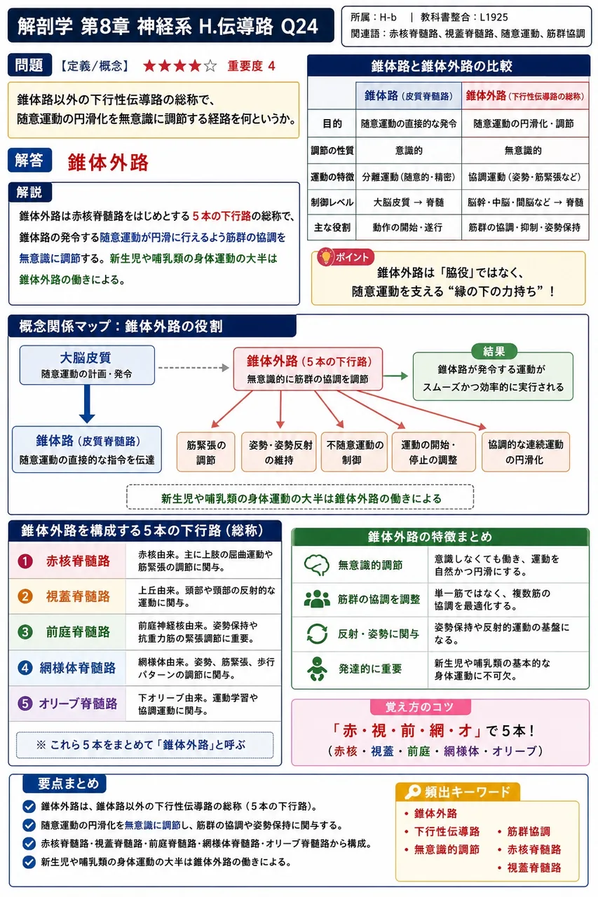 錐体路以外の下行性伝導路の総称で、随意運動の円滑化を無意識に調節する経路を何というか。 解説図