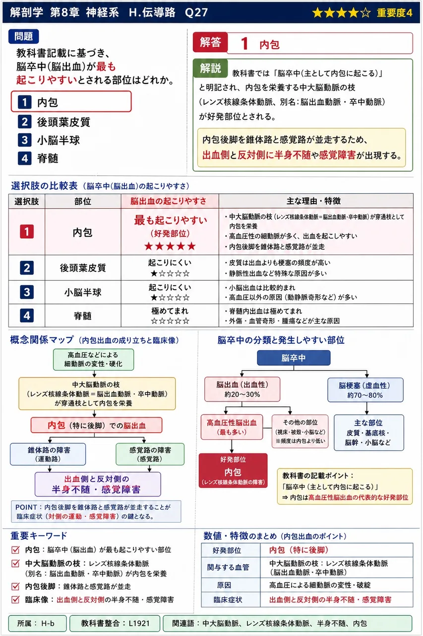 教科書記載に基づき、脳卒中(脳出血)が最も起こりやすいとされる部位はどれか。 解説図