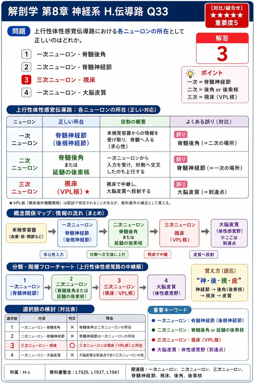 上行性体性感覚伝導路における各ニューロンの所在として正しいのはどれか。 解説図