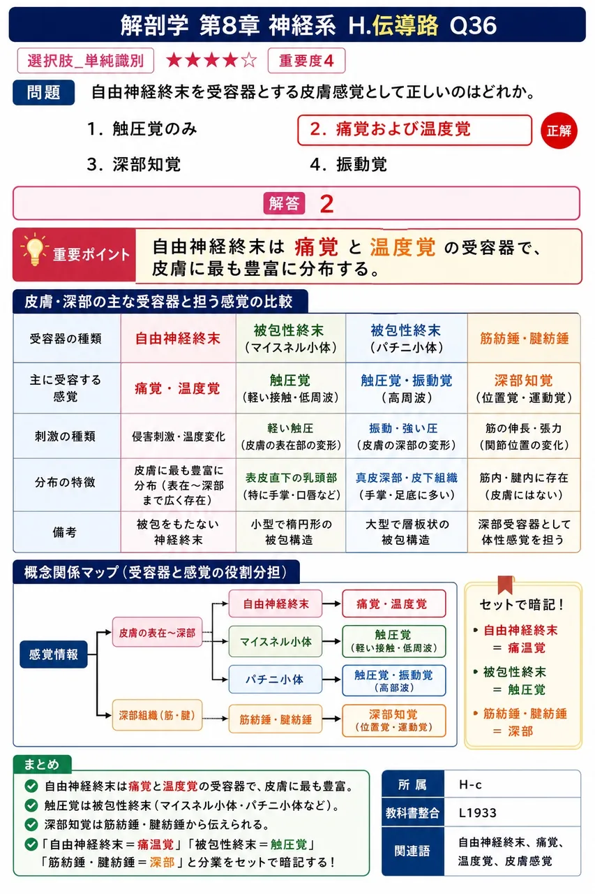 自由神経終末を受容器とする皮膚感覚として正しいのはどれか。 解説図