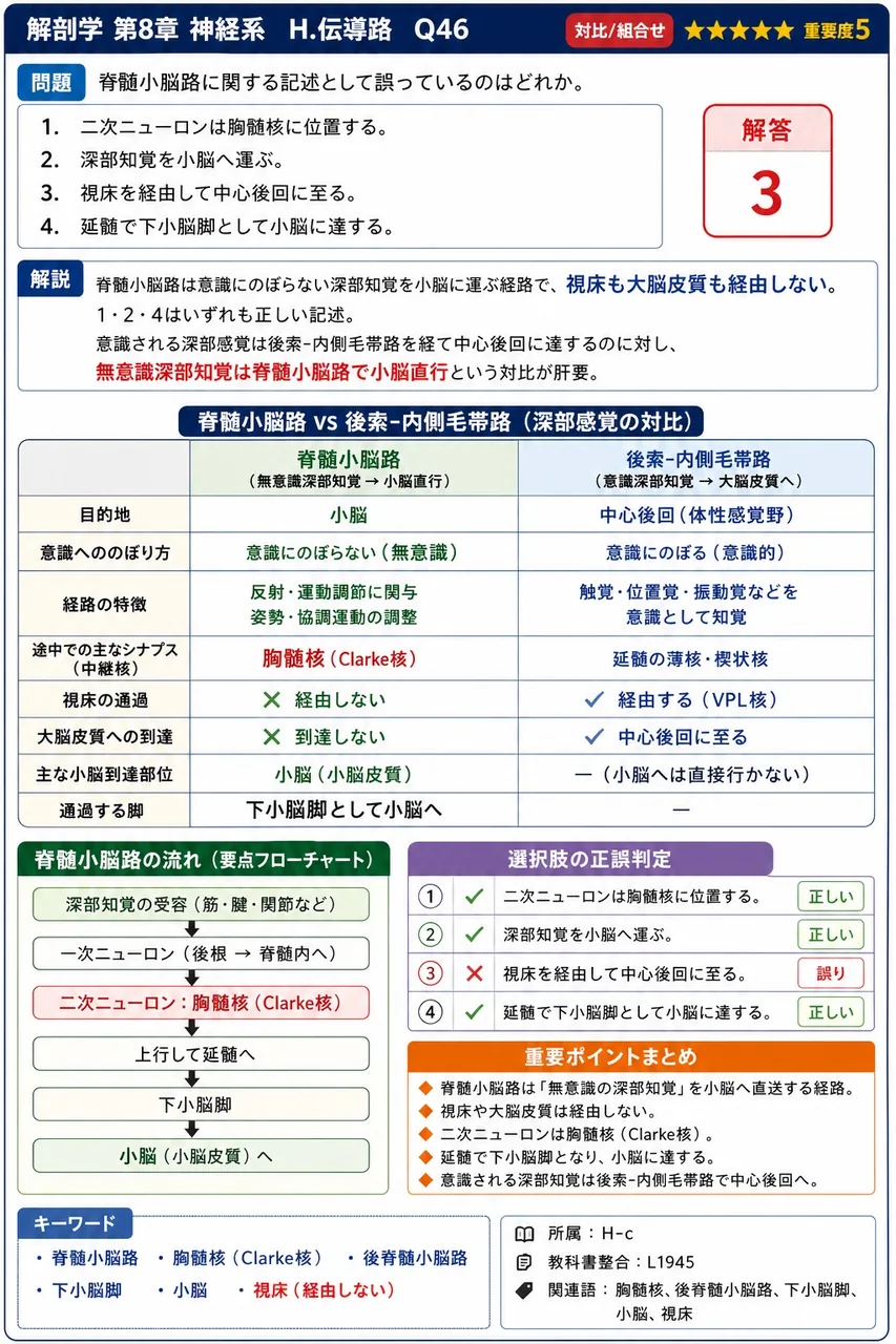 脊髄小脳路に関する記述として誤っているのはどれか。 解説図