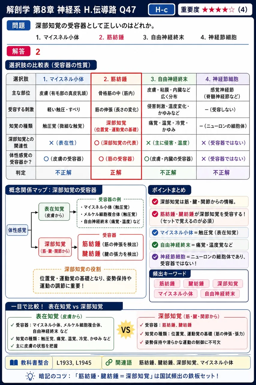 深部知覚の受容器として正しいのはどれか。 解説図