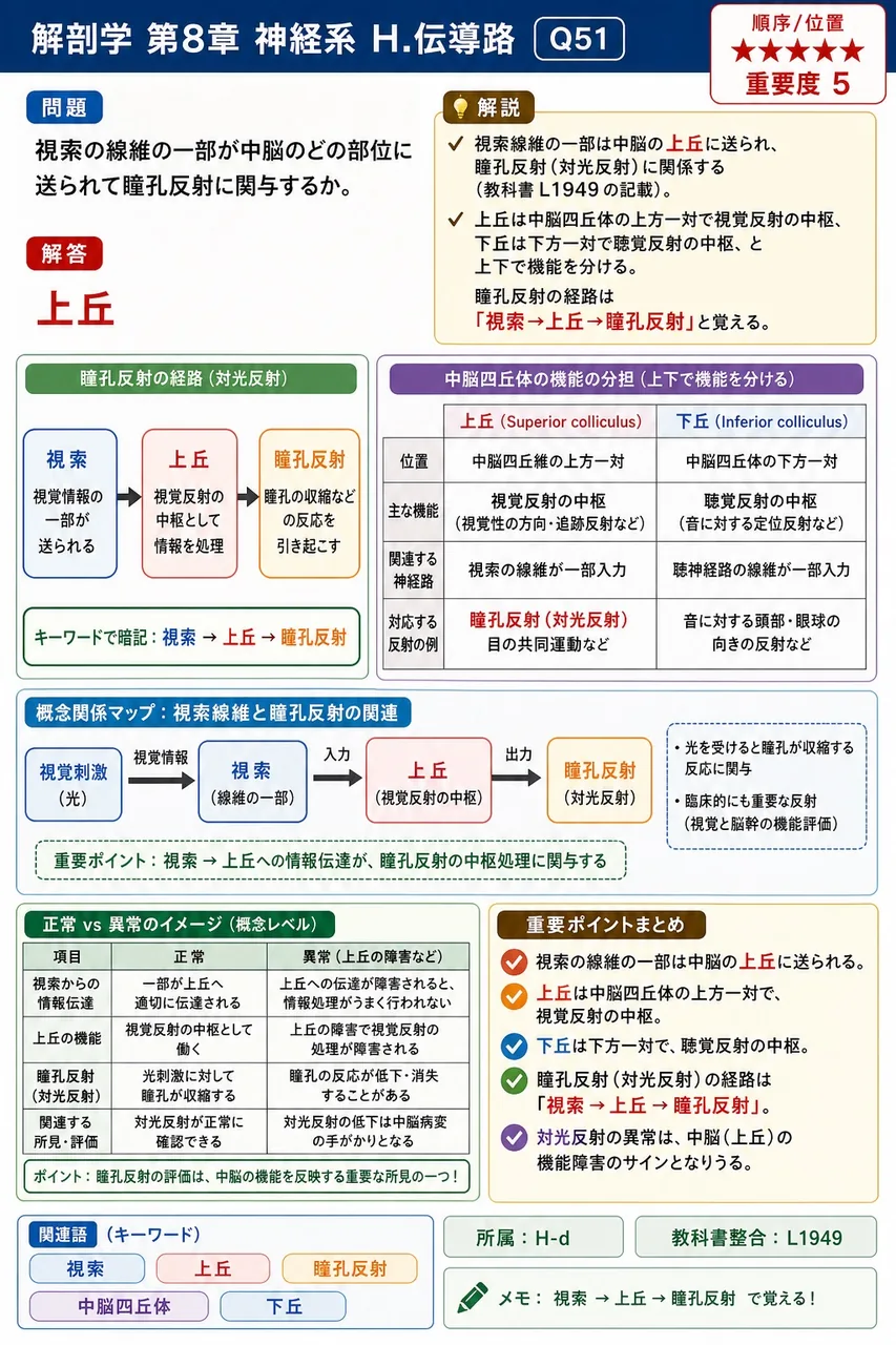 視索の線維の一部が中脳のどの部位に送られて瞳孔反射に関与するか。 解説図