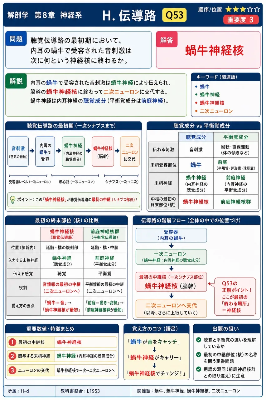 聴覚伝導路の最初期において、内耳の蝸牛で受容された音刺激は次に何という神経核に終わるか。 解説図
