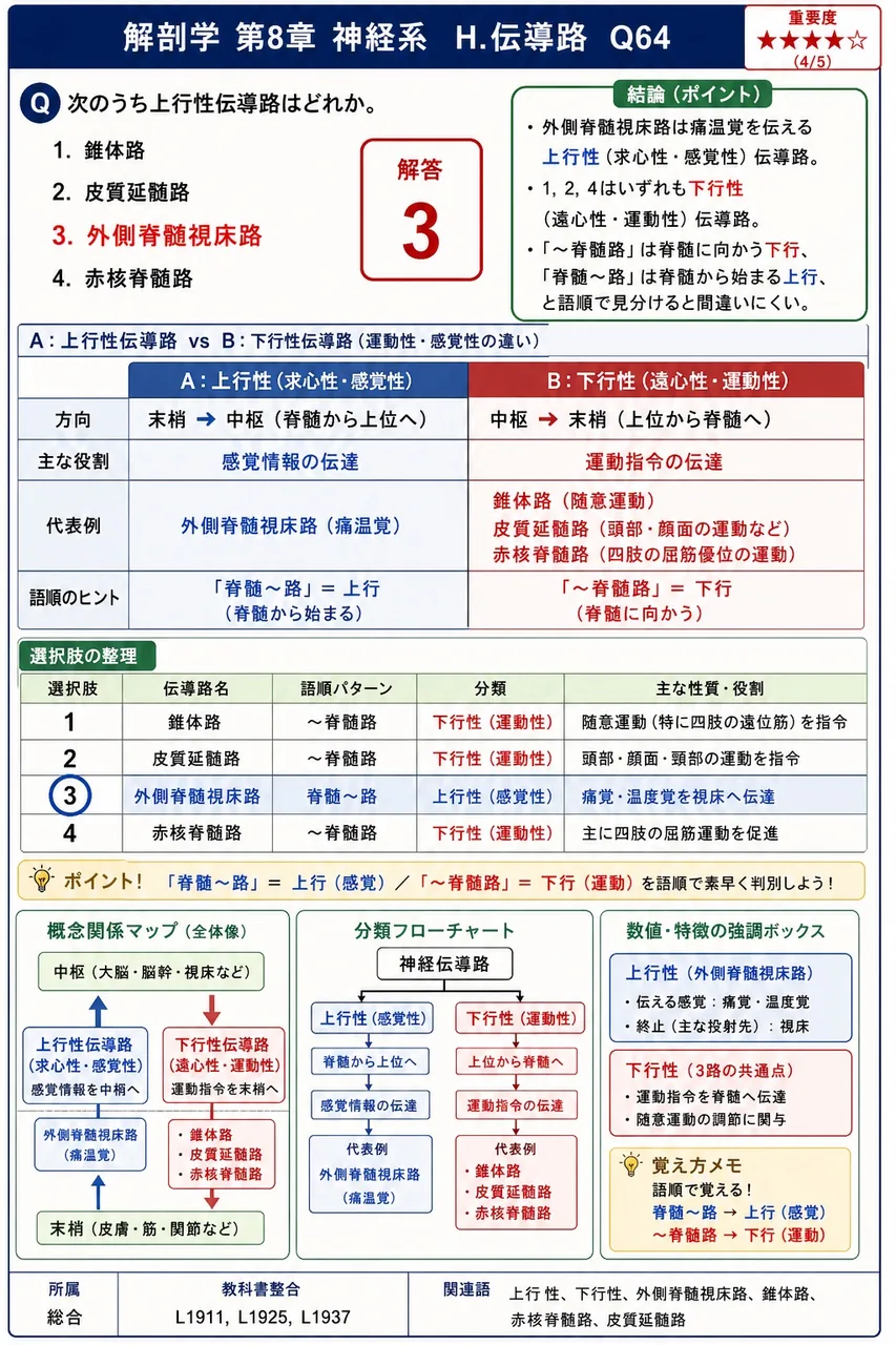 次のうち上行性伝導路はどれか。 解説図