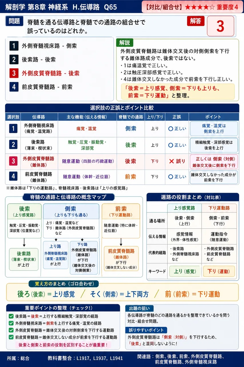 脊髄を通る伝導路と脊髄での通路の組合せで誤っているのはどれか。 解説図