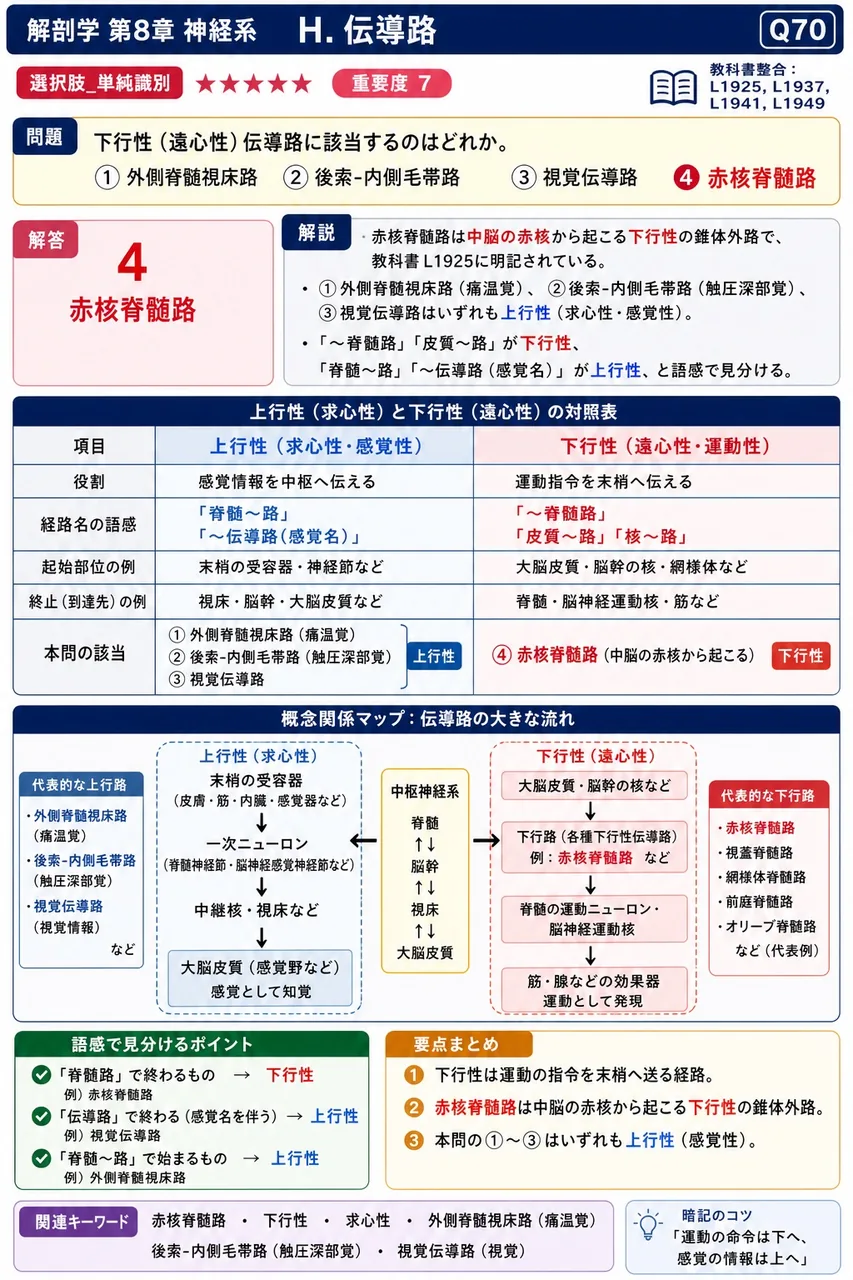 下行性(遠心性)伝導路に該当するのはどれか。 解説図