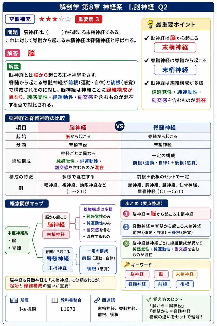 脳神経は、( )から起こる末梢神経である。これに対して脊髄から起こる末梢神経は脊髄神経と呼ばれる。 解説図