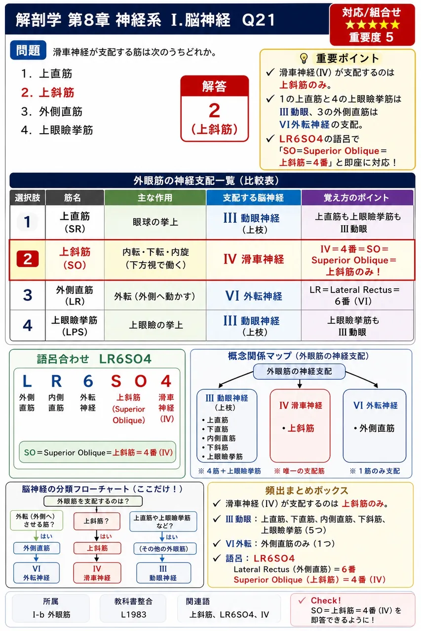 滑車神経が支配する筋は次のうちどれか。 解説図