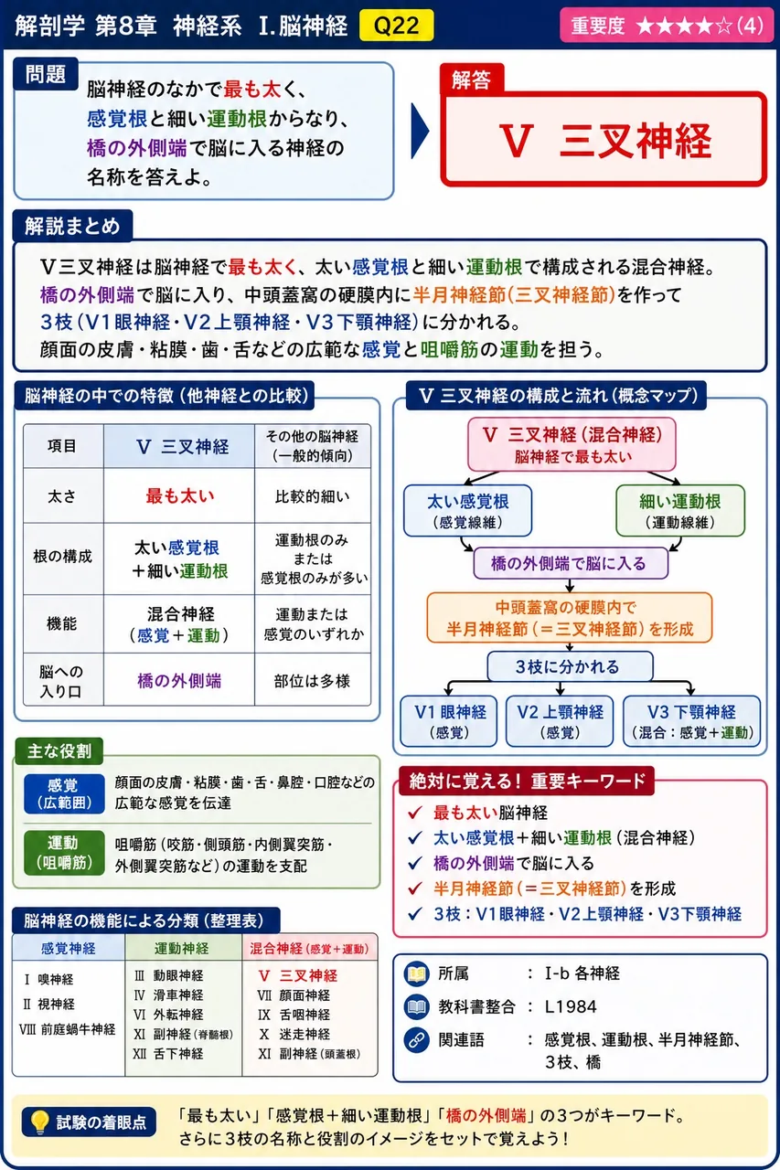 脳神経のなかで最も太く、感覚根と細い運動根からなり、橋の外側端で脳に入る神経の名称を答えよ。 解説図