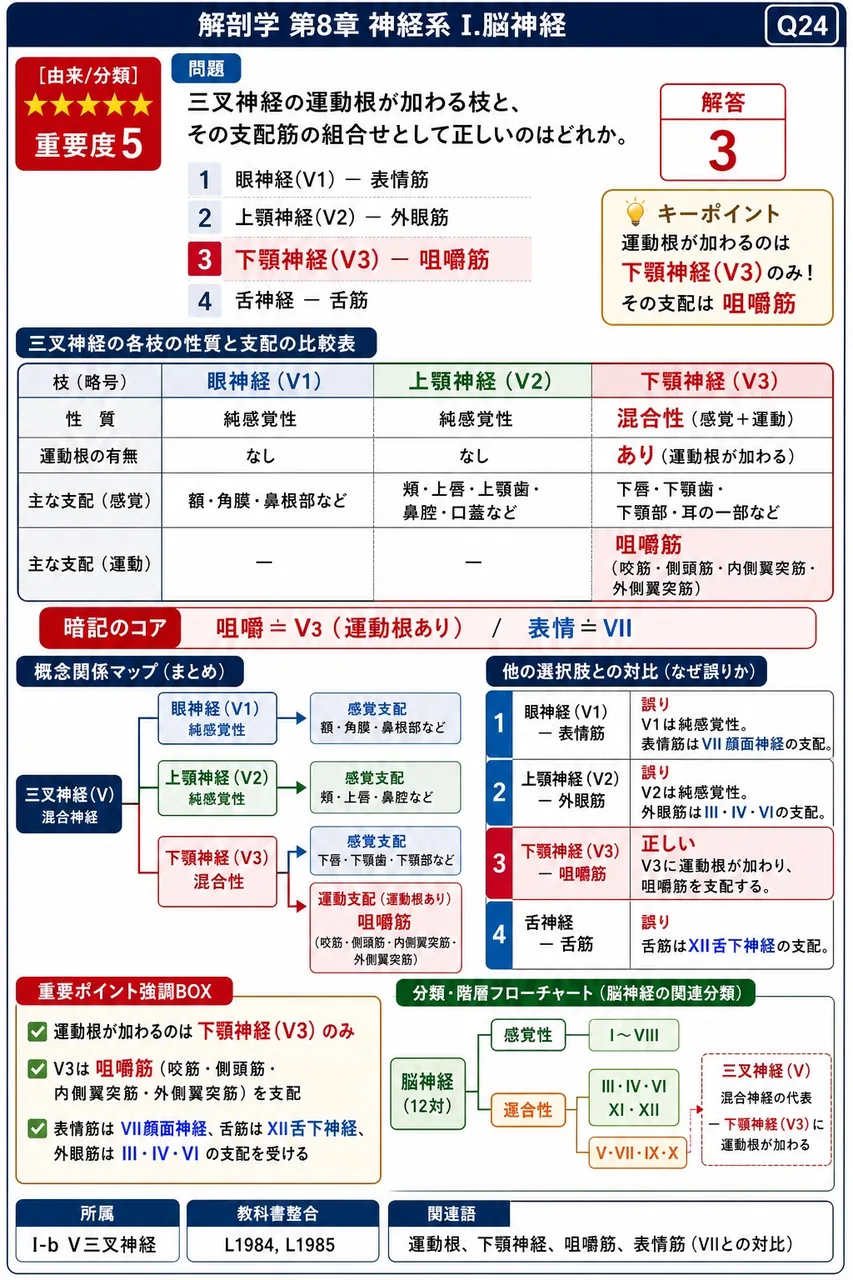 三叉神経の運動根が加わる枝と、その支配筋の組合せとして正しいのはどれか。 解説図