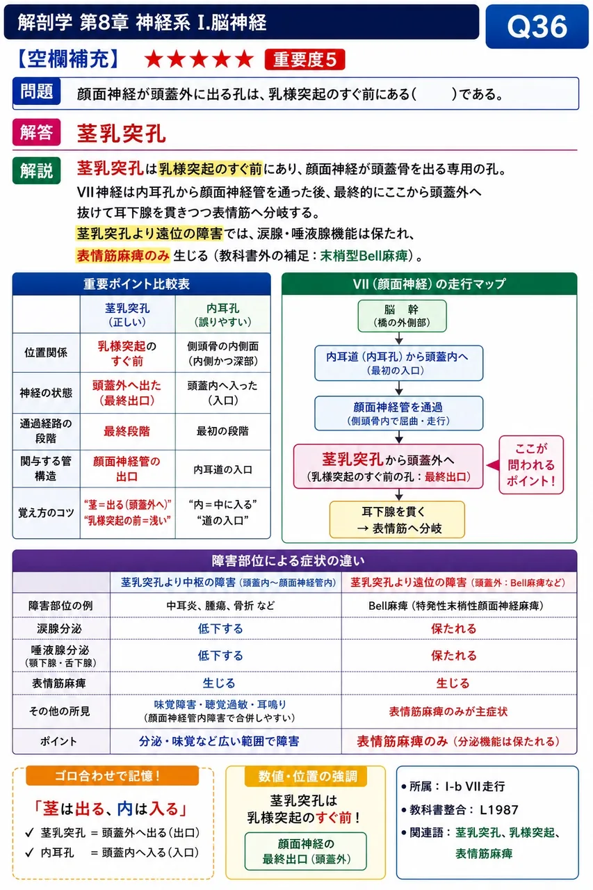 顔面神経が頭蓋外に出る孔は、乳様突起のすぐ前にある( )である。 解説図