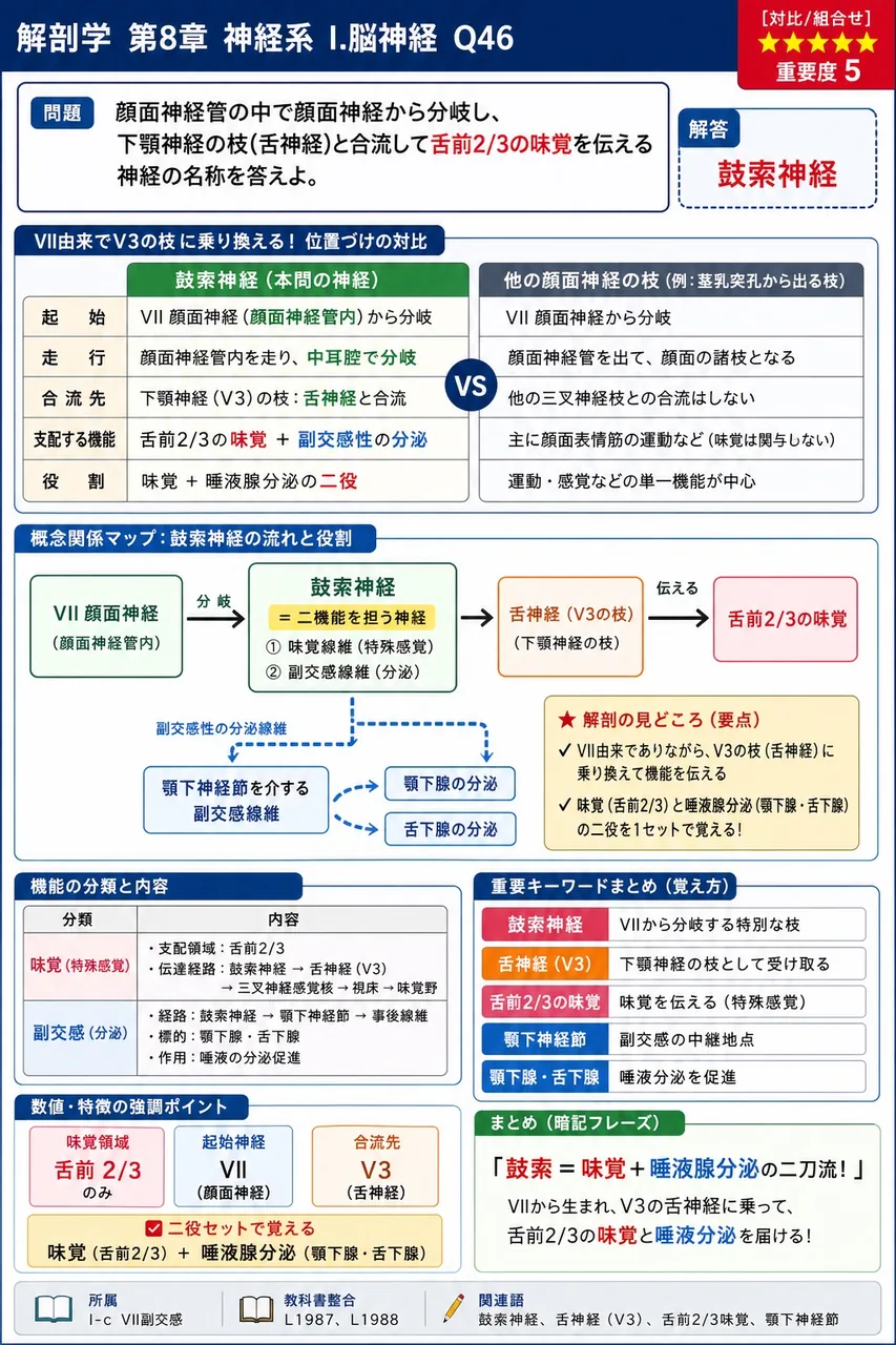 顔面神経管の中で顔面神経から分岐し、下顎神経の枝(舌神経)と合流して舌前2/3の味覚を伝える神経の名称を答えよ。 解説図