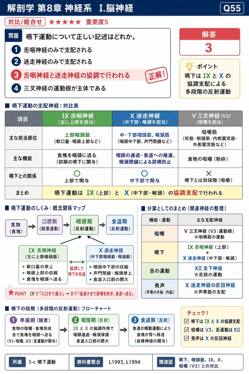 嚥下運動について正しい記述はどれか。 解説図