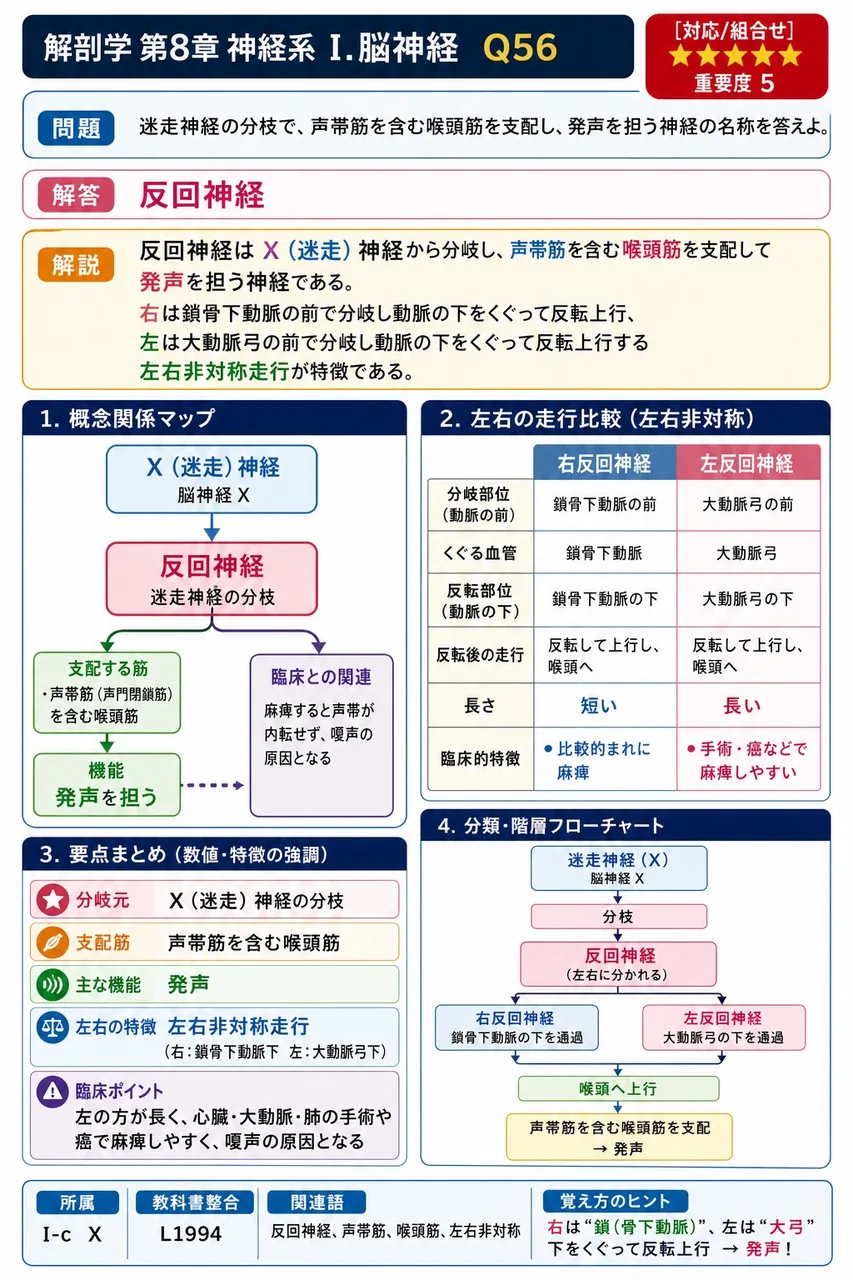 迷走神経の分枝で、声帯筋を含む喉頭筋を支配し、発声を担う神経の名称を答えよ。 解説図