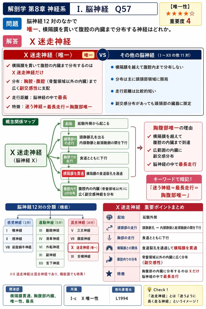 脳神経12対のなかで唯一、横隔膜を貫いて腹腔の内臓まで分布する神経はどれか。 解説図