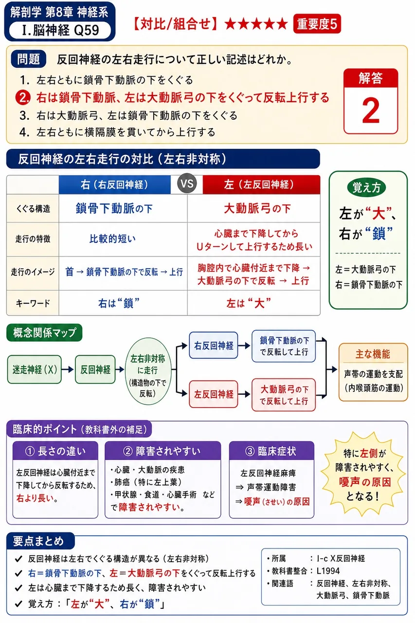 反回神経の左右走行について正しい記述はどれか。 解説図