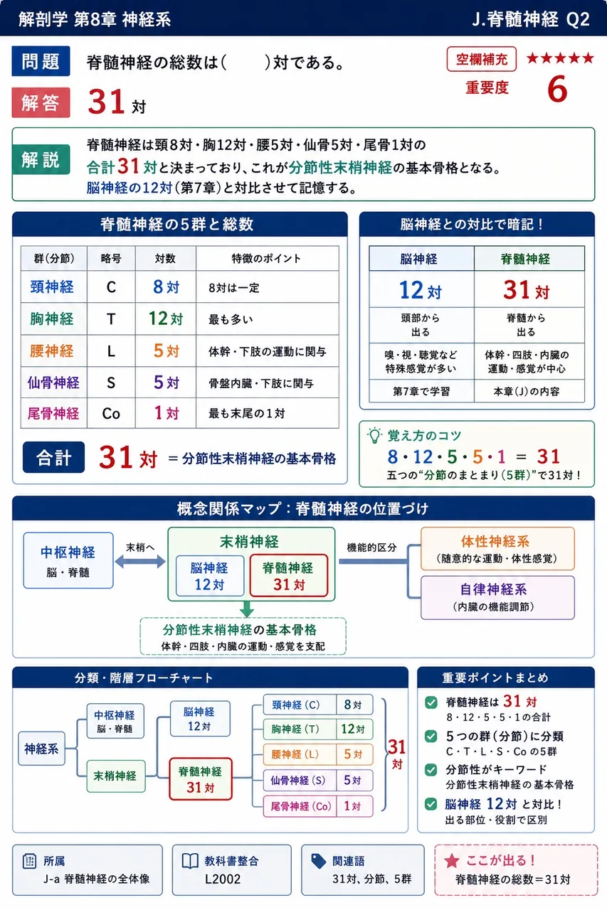 脊髄神経の総数は( )対である。 解説図