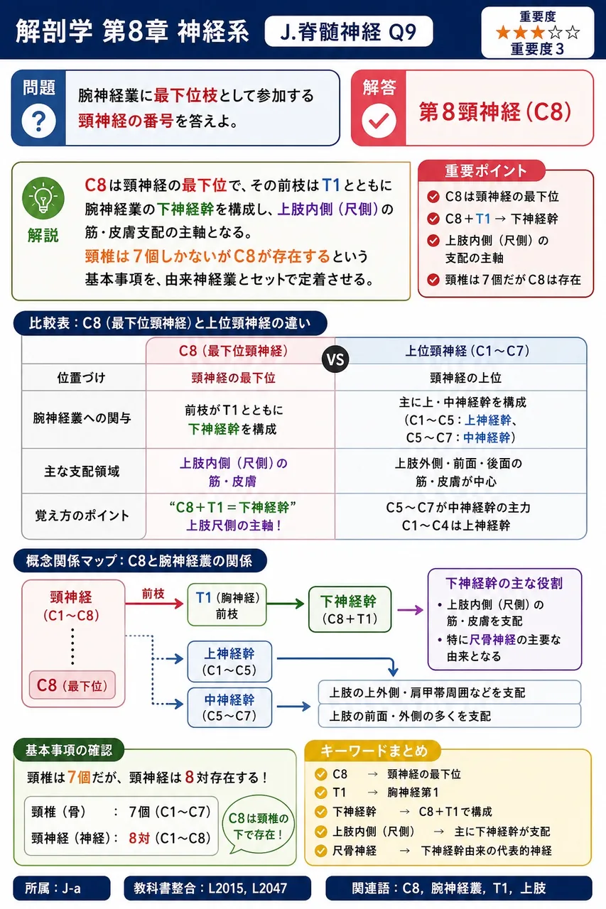 腕神経叢に最下位枝として参加する頸神経の番号を答えよ。 解説図
