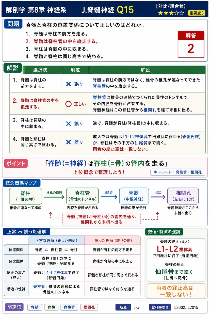 脊髄と脊柱の位置関係について正しいのはどれか。 解説図
