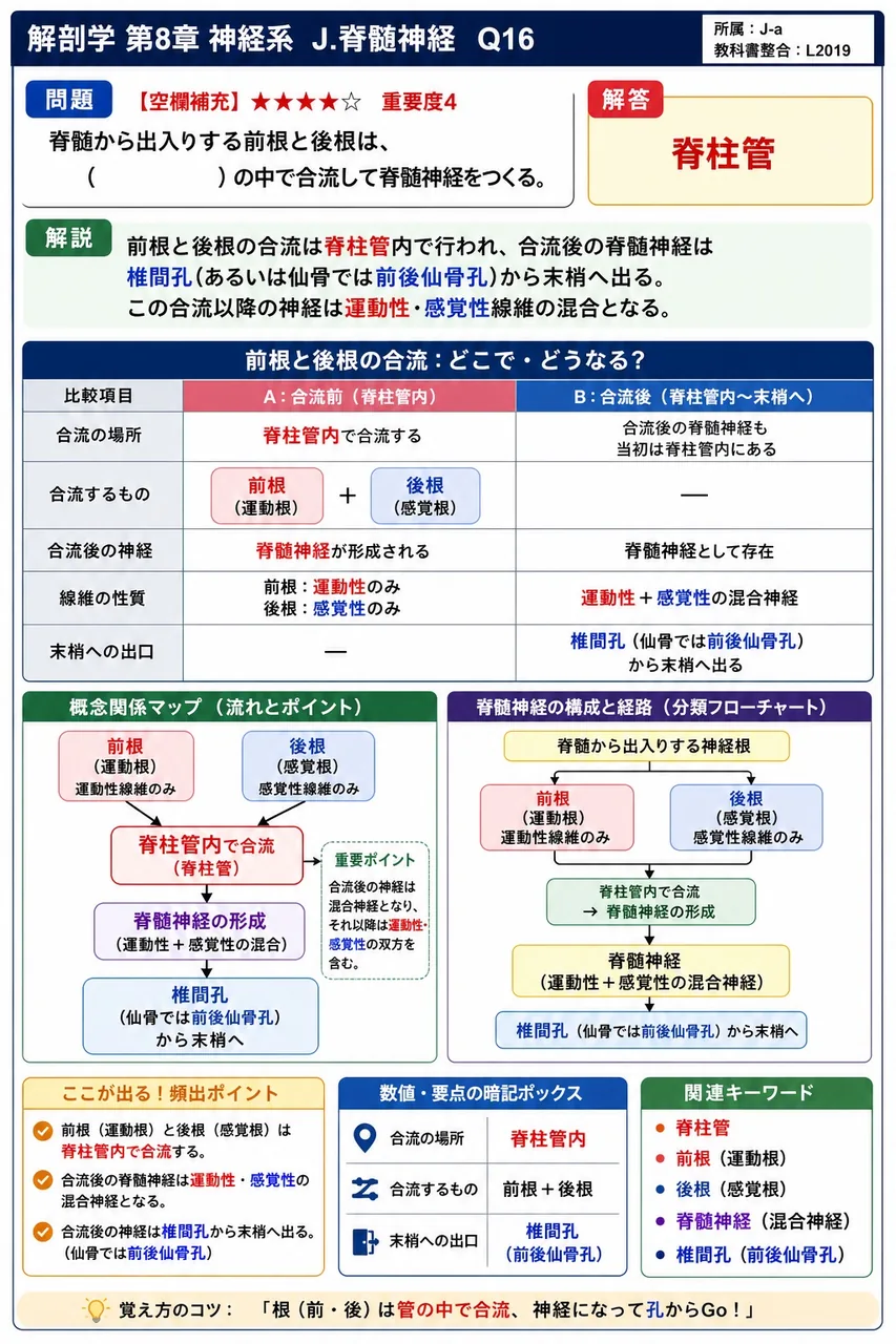 脊髄から出入りする前根と後根は、( )の中で合流して脊髄神経をつくる。 解説図