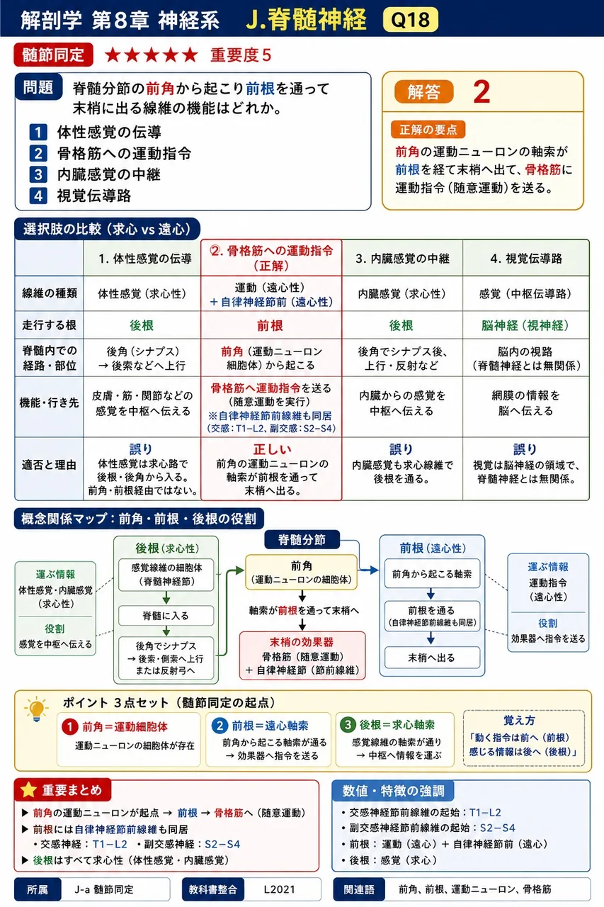脊髄分節の前角から起こり前根を通って末梢に出る線維の機能はどれか。 解説図