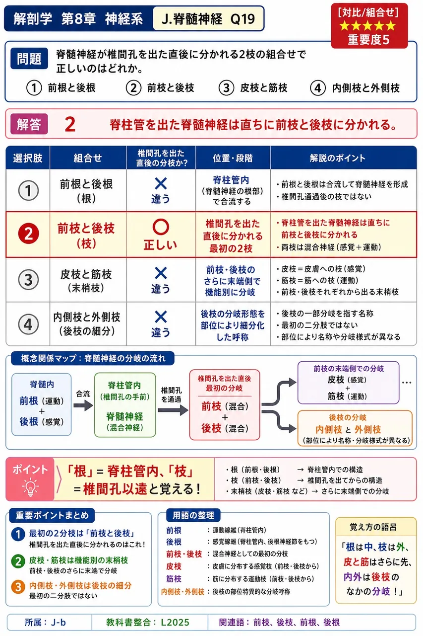 脊髄神経が椎間孔を出た直後に分かれる2枝の組合せで正しいのはどれか。 解説図
