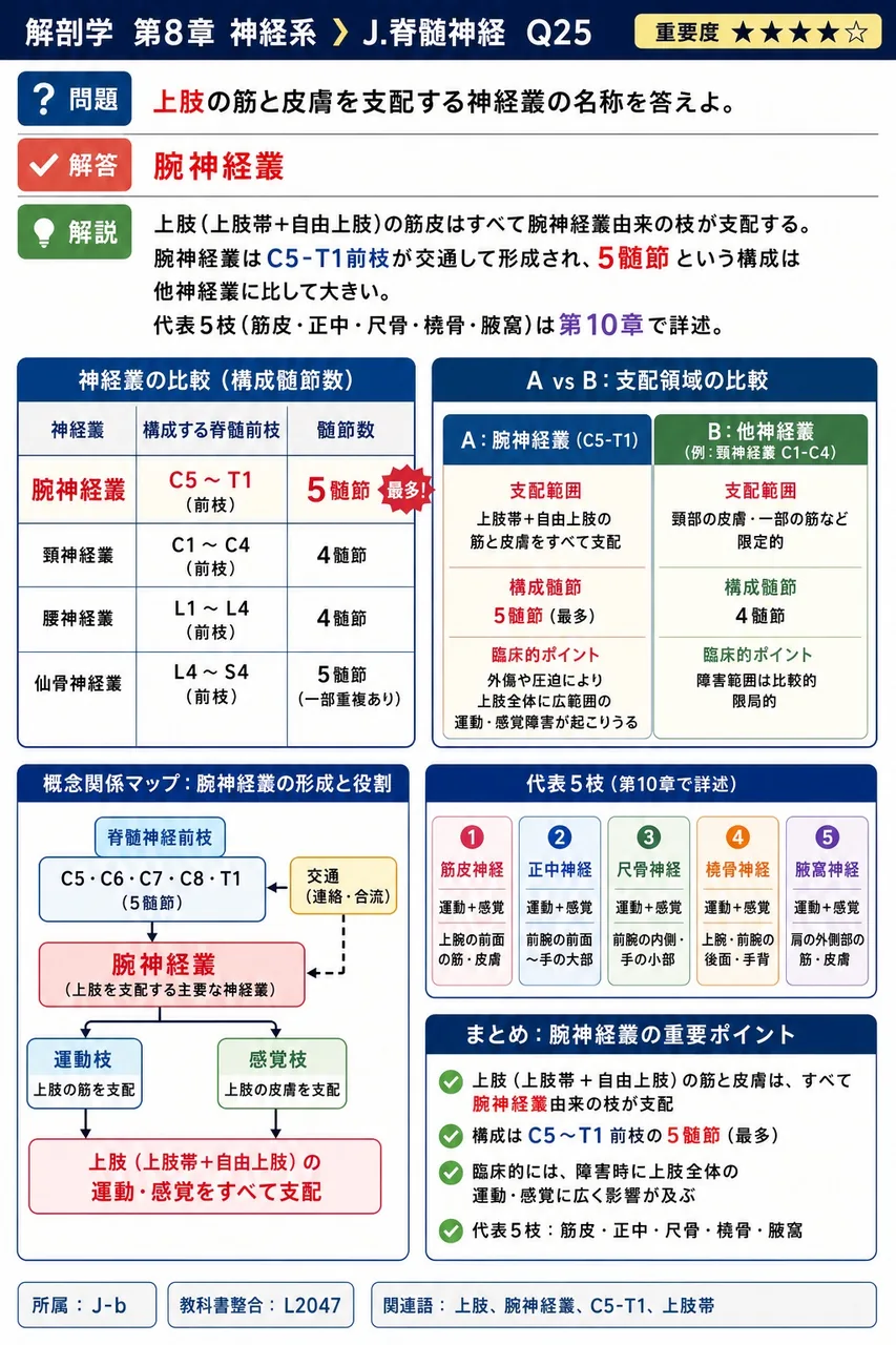 上肢の筋と皮膚を支配する神経叢の名称を答えよ。 解説図