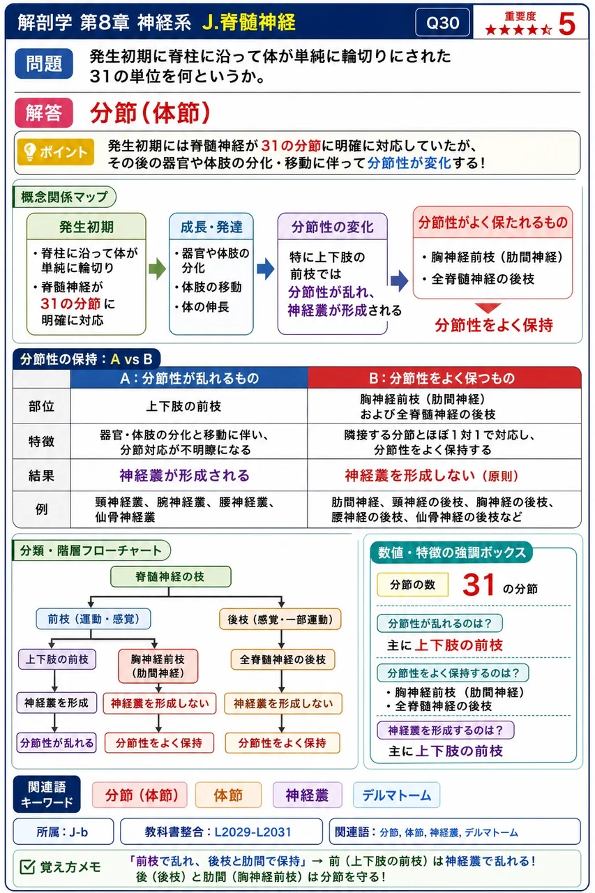 発生初期に脊柱に沿って体が単純に輪切りにされた31の単位を何というか。 解説図