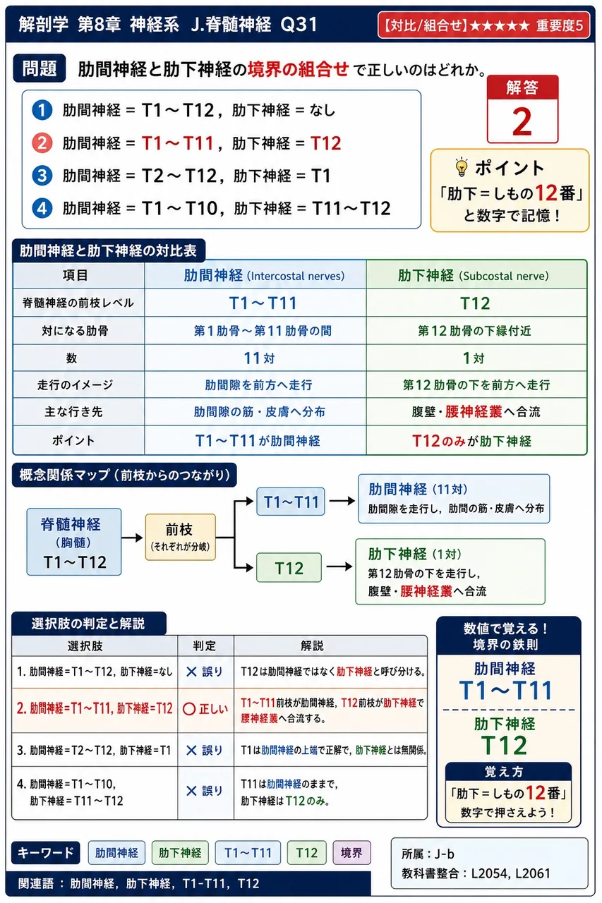 肋間神経と肋下神経の境界の組合せで正しいのはどれか。 解説図