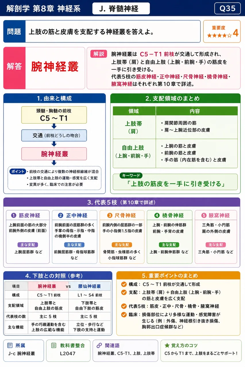 上肢の筋と皮膚を支配する神経叢を答えよ。 解説図
