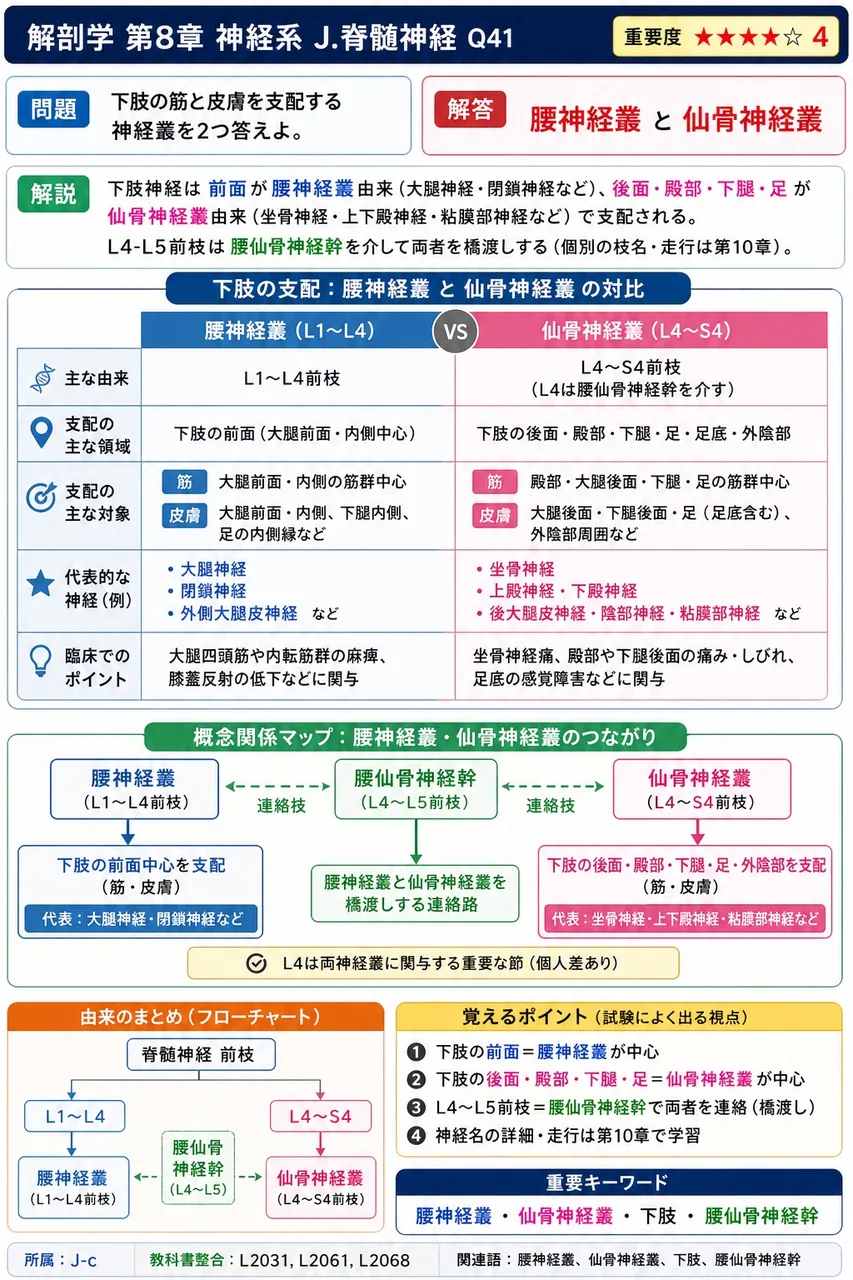 下肢の筋と皮膚を支配する神経叢を2つ答えよ。 解説図