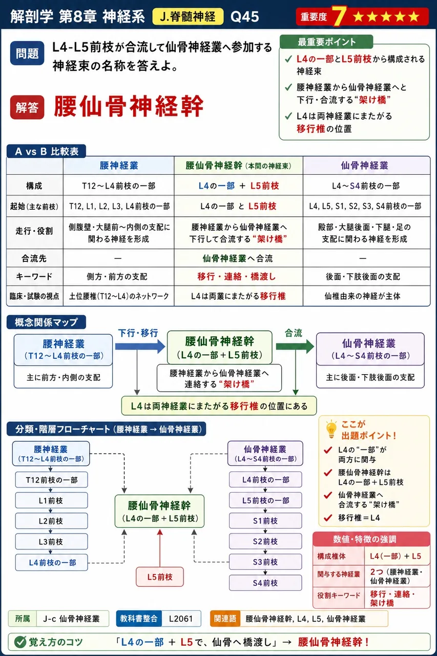 L4-L5前枝が合流して仙骨神経叢へ参加する神経束の名称を答えよ。 解説図