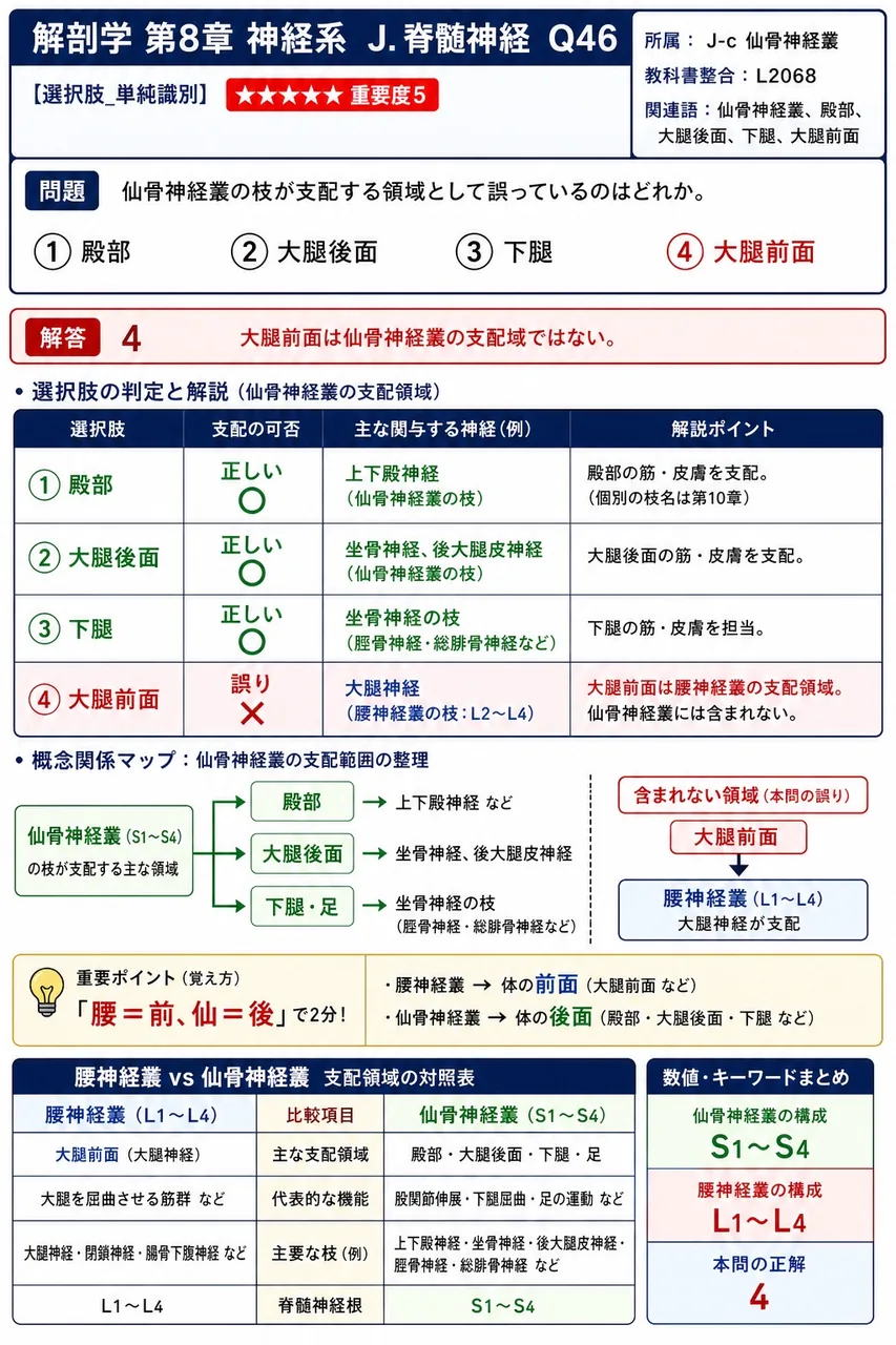 仙骨神経叢の枝が支配する領域として誤っているのはどれか。 解説図