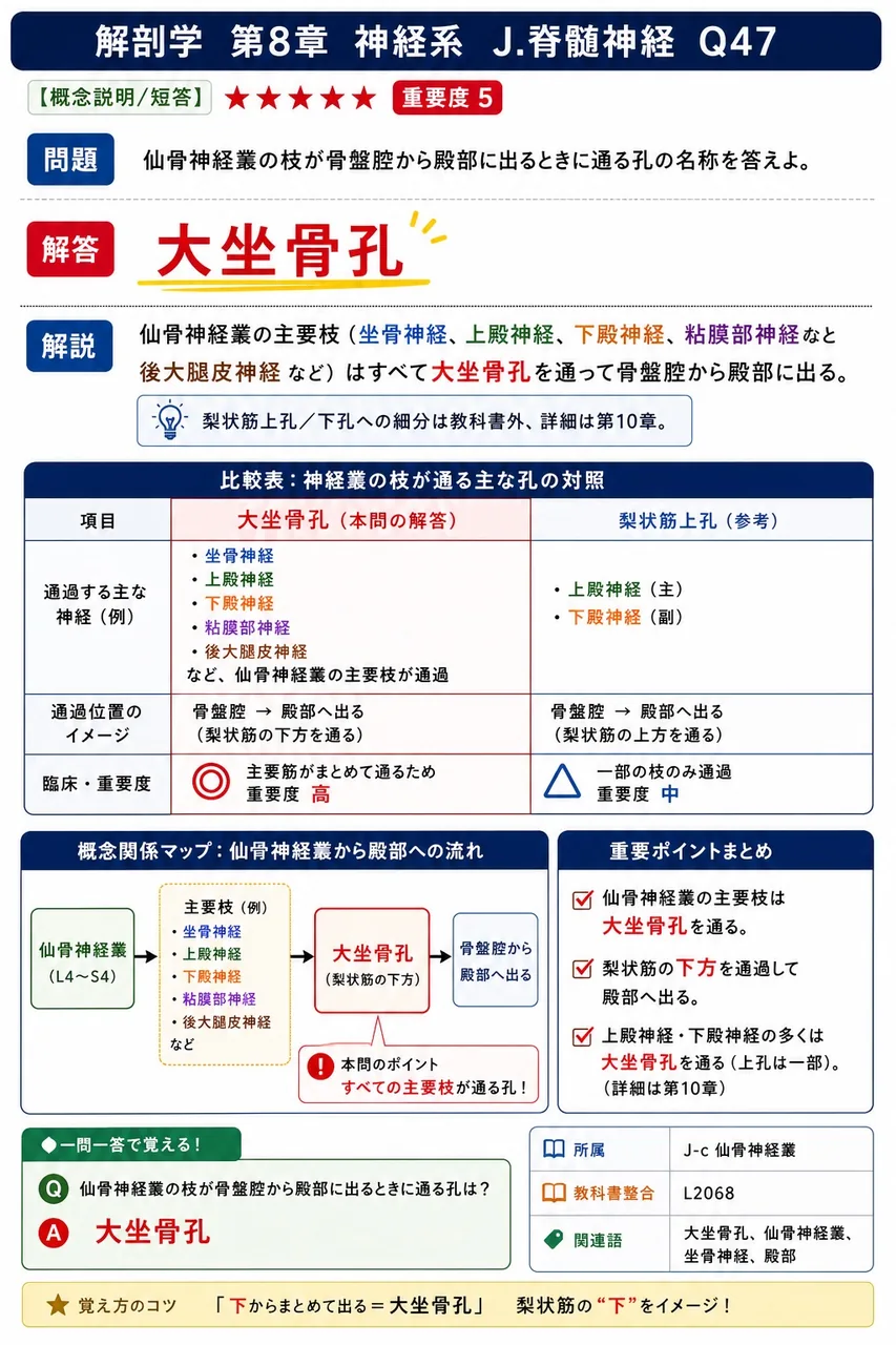 仙骨神経叢の枝が骨盤腔から殿部に出るときに通る孔の名称を答えよ。 解説図