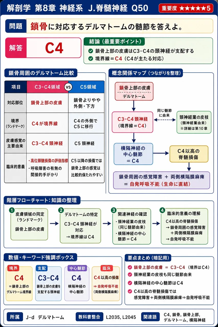 鎖骨に対応するデルマトームの髄節を答えよ。 解説図