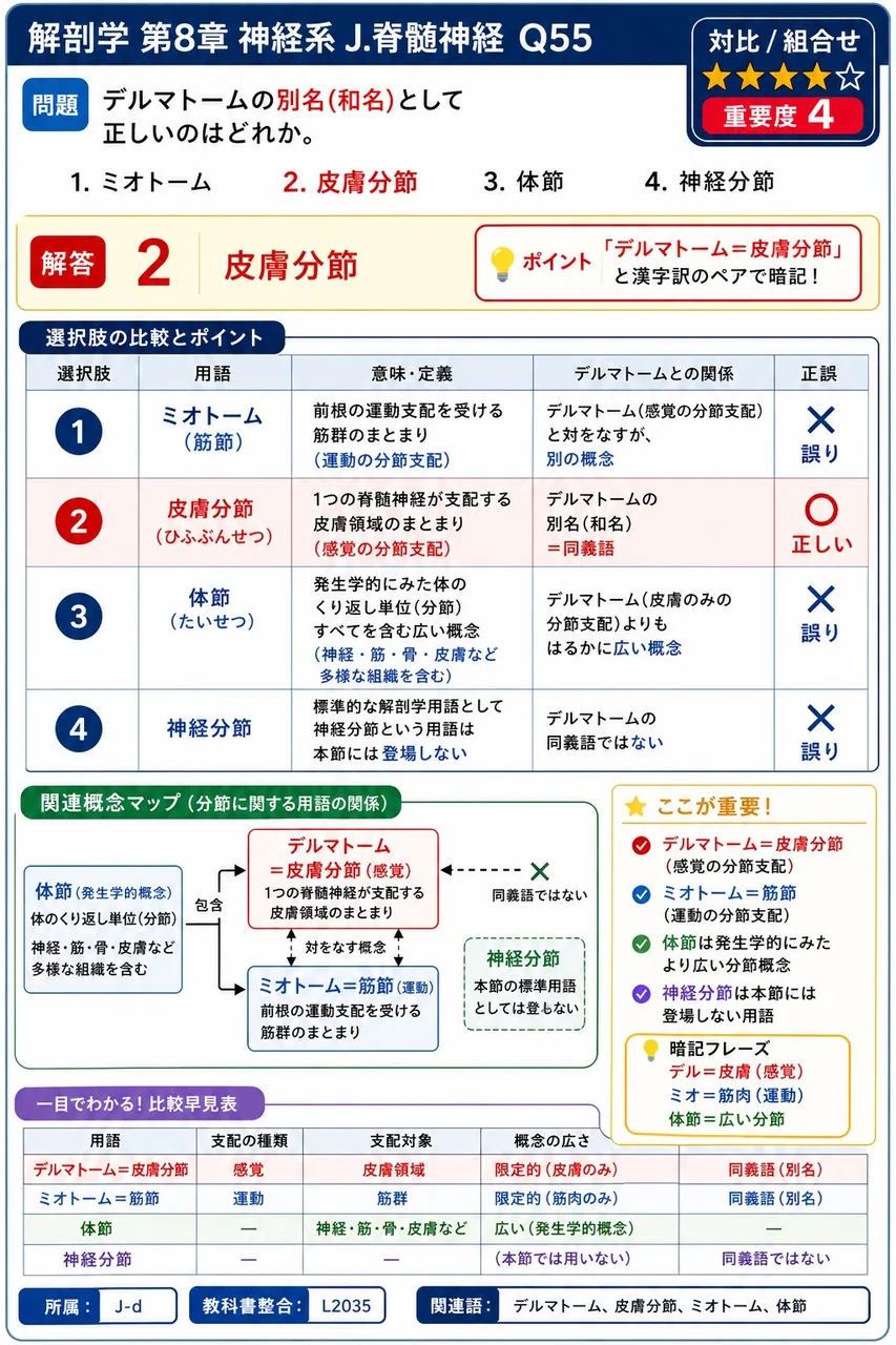 デルマトームの別名(和名)として正しいのはどれか。 解説図
