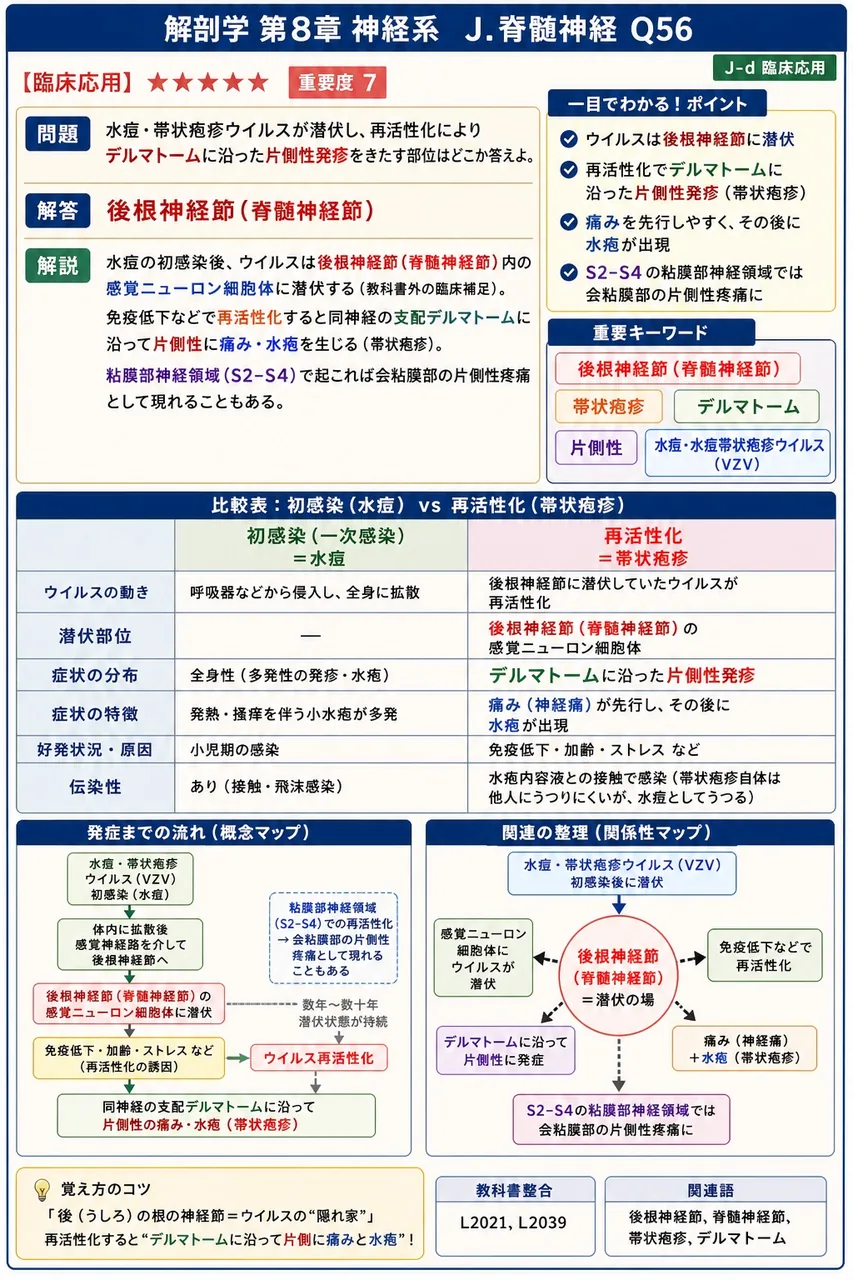水痘・帯状疱疹ウイルスが潜伏し、再活性化によりデルマトームに沿った片側性発疹をきたす部位はどこか答えよ。 解説図