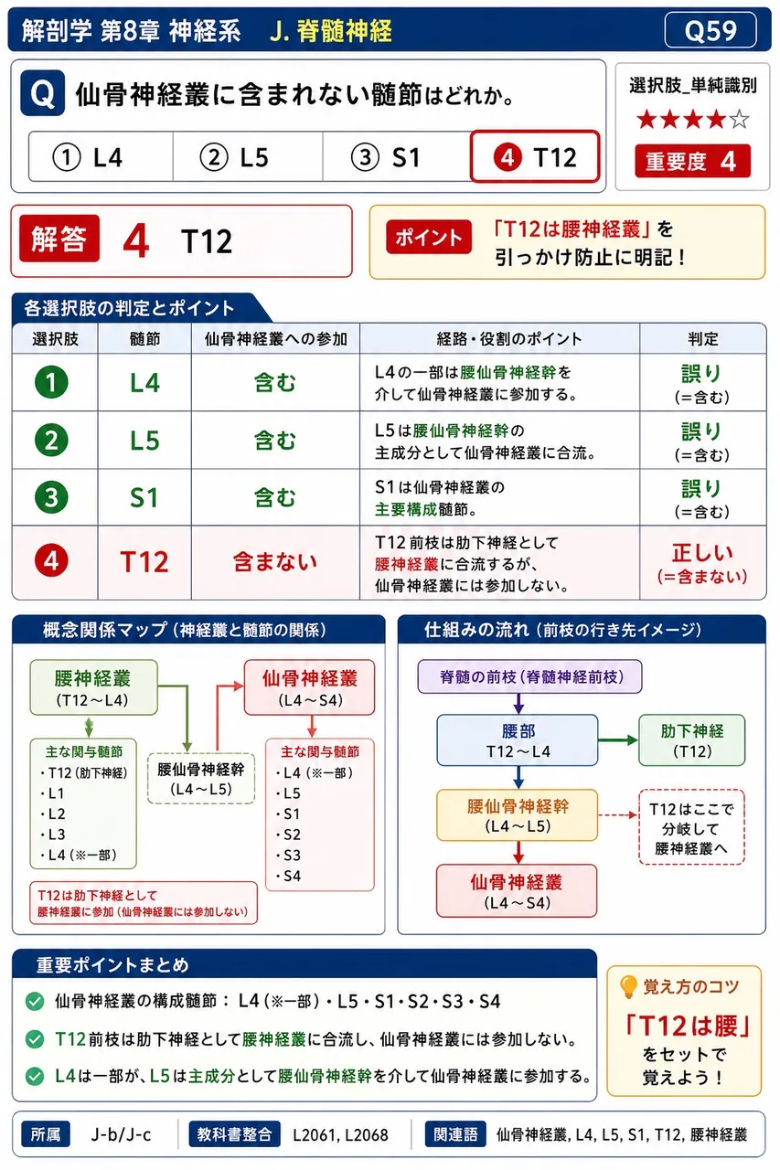 仙骨神経叢に含まれない髄節はどれか。 解説図