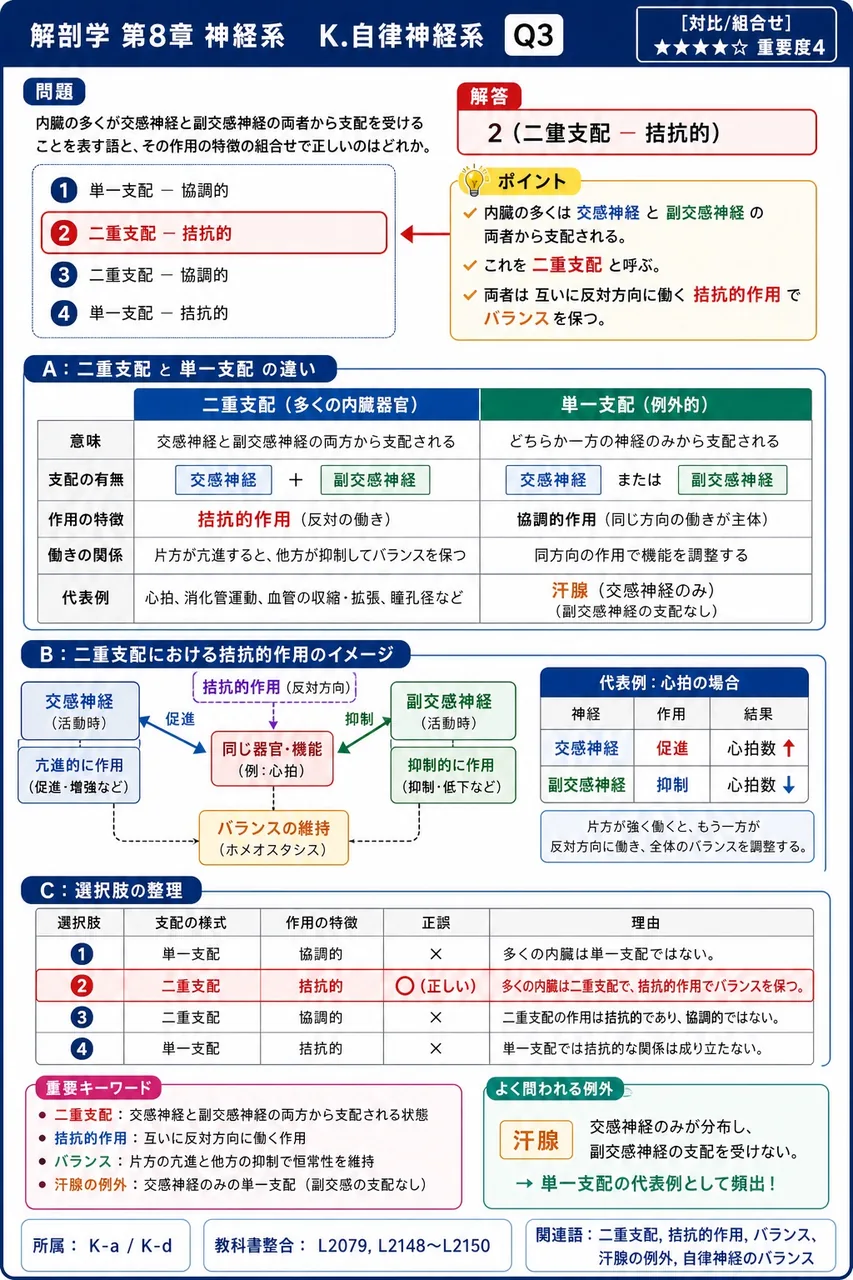 内臓の多くが交感神経と副交感神経の両者から支配を受けることを表す語と、その作用の特徴の組合せで正しいのはどれか。 解説図