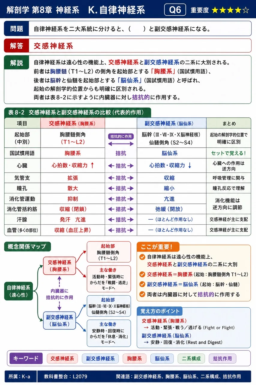 自律神経系を二大系統に分けると、( )と副交感神経系になる。 解説図